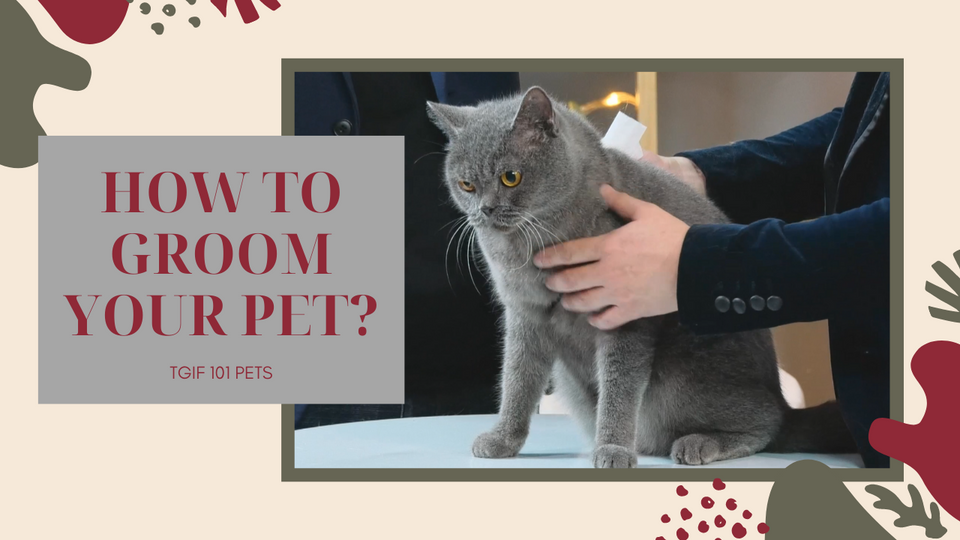 Basic Pet Grooming